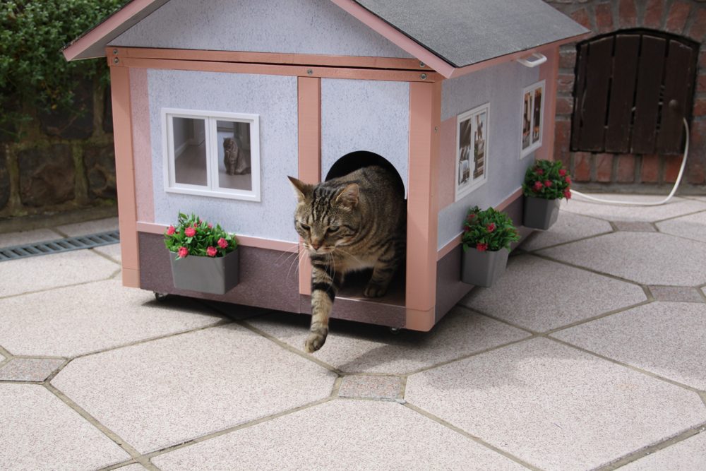 Chat qui sort de sa maison