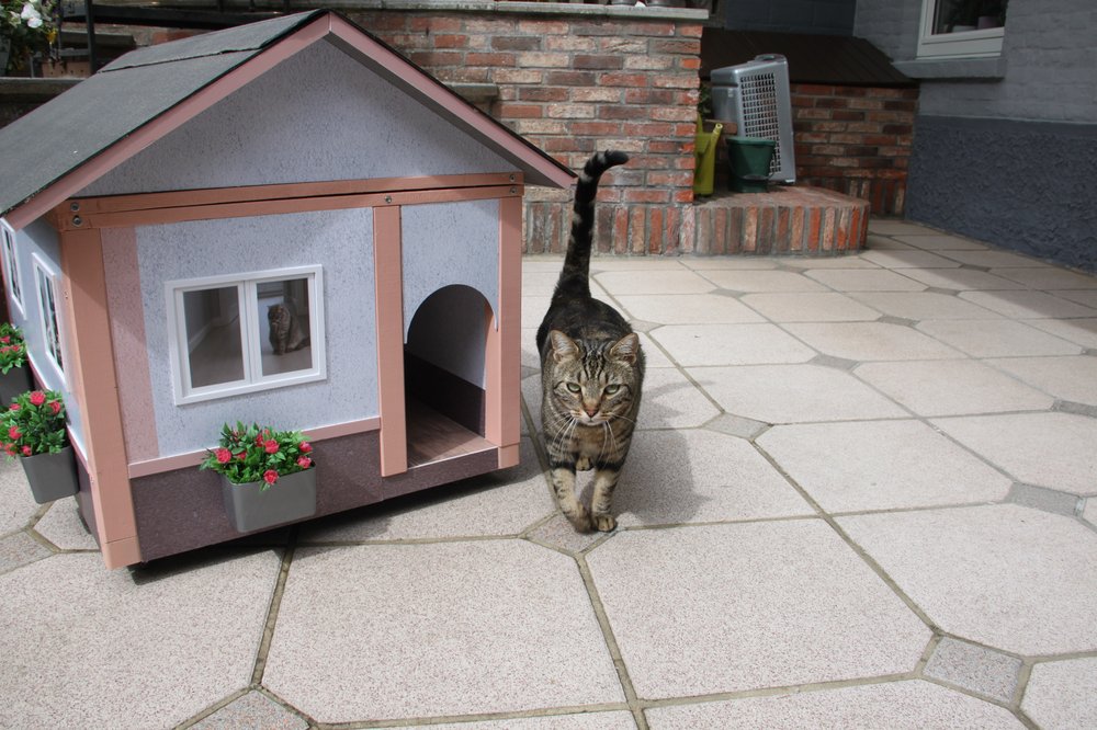 Chat qui se repose au jardin