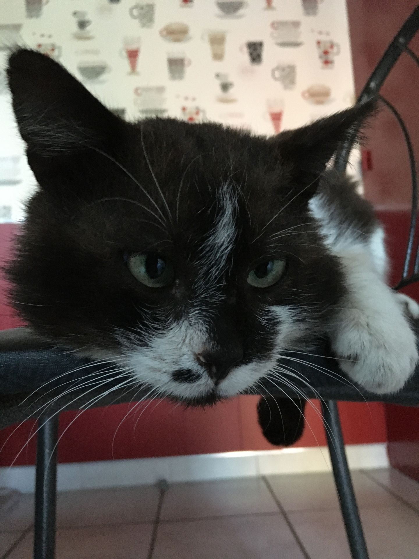 Scotch, le chat à l'origine d'AnimHouse